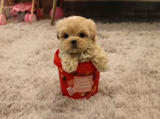 PoulaTo: Παιχνιδιάρικα κουτάβια Maltipoo για νέα σπίτια